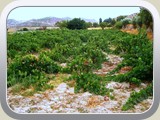 Castellon_Lan-20